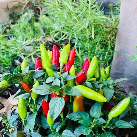 ヴィラ Molendini ガルブ