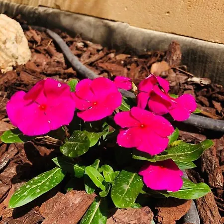 Molendini Vila Għarb