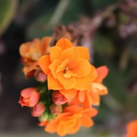 Molendini Villa Għarb