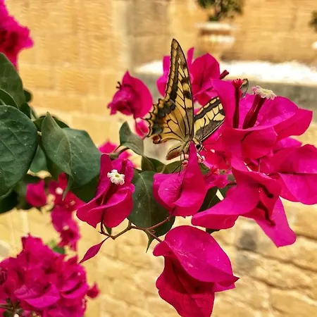 Villa Molendini Għarb