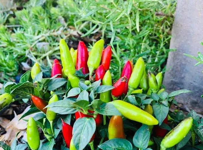 Vilă Molendini Għarb