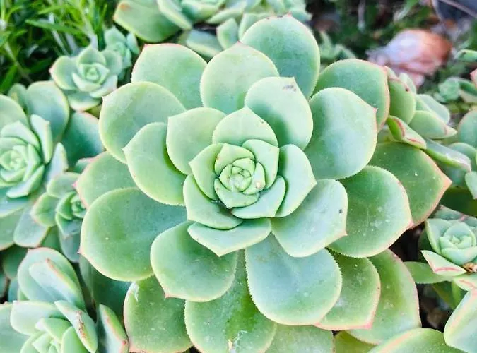 Molendini * 가르브