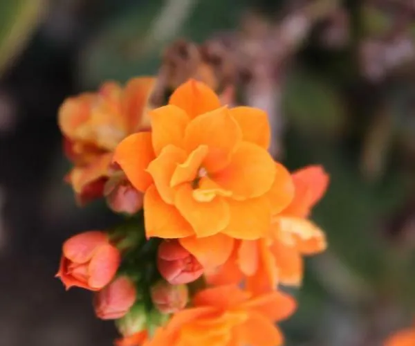 Molendini 빌라 가르브