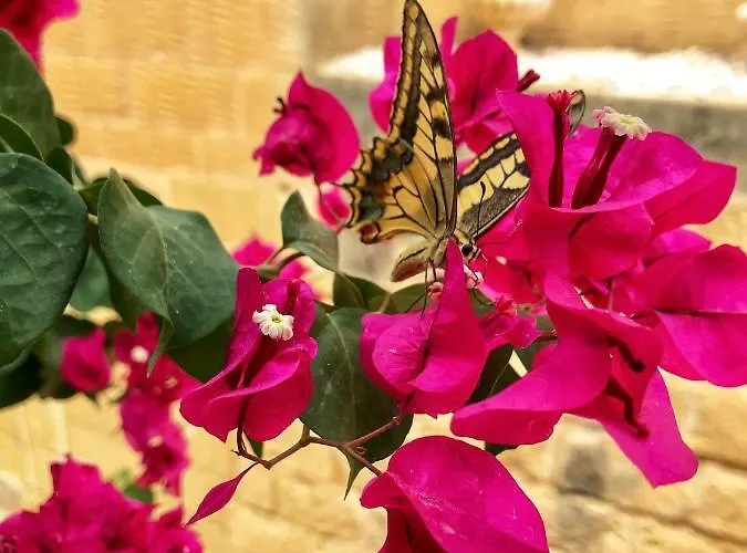 Vilă Molendini Għarb